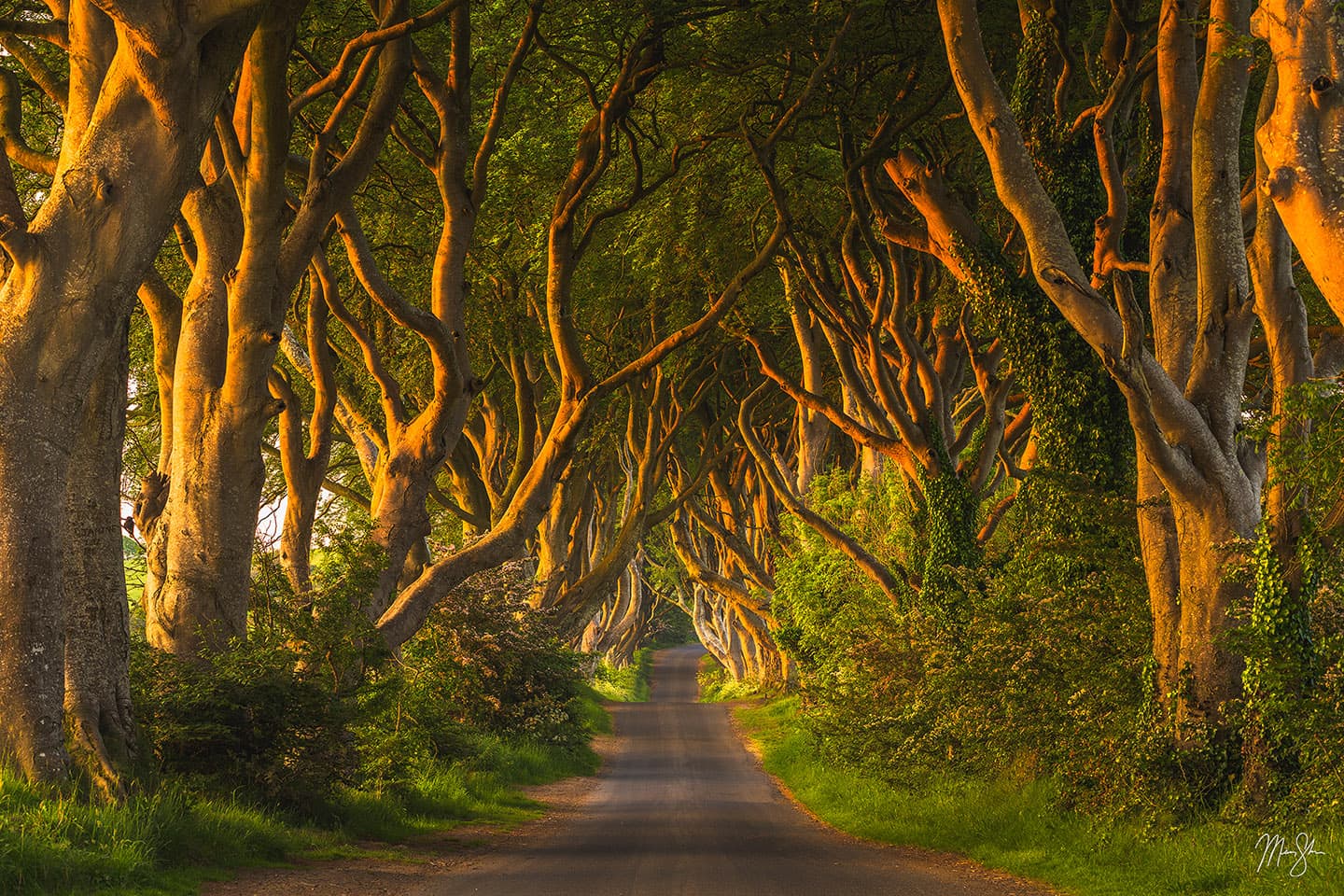 Morning at the Dark Hedges - The Dark Hedges, County Antrim, Northern Ireland