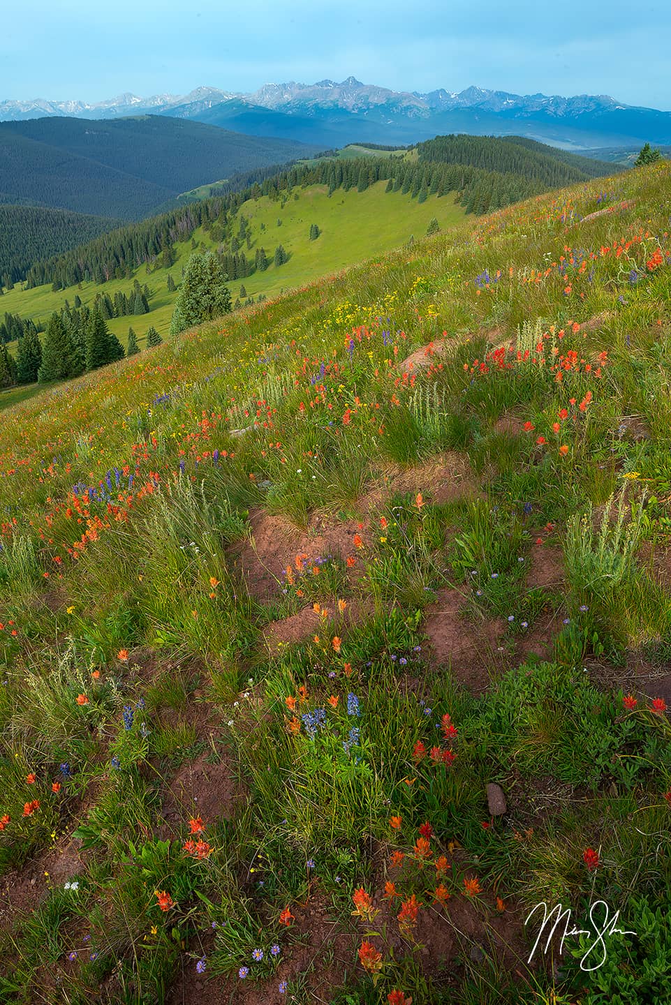 Mount of the Holy Cross Wildflower View - Shrine Ridge, Colorado