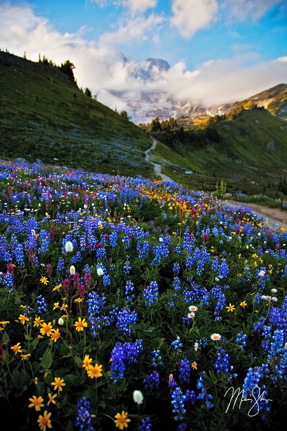 Mount Rainier Wildflowers - Mount Rainier National Park, Washington, USA