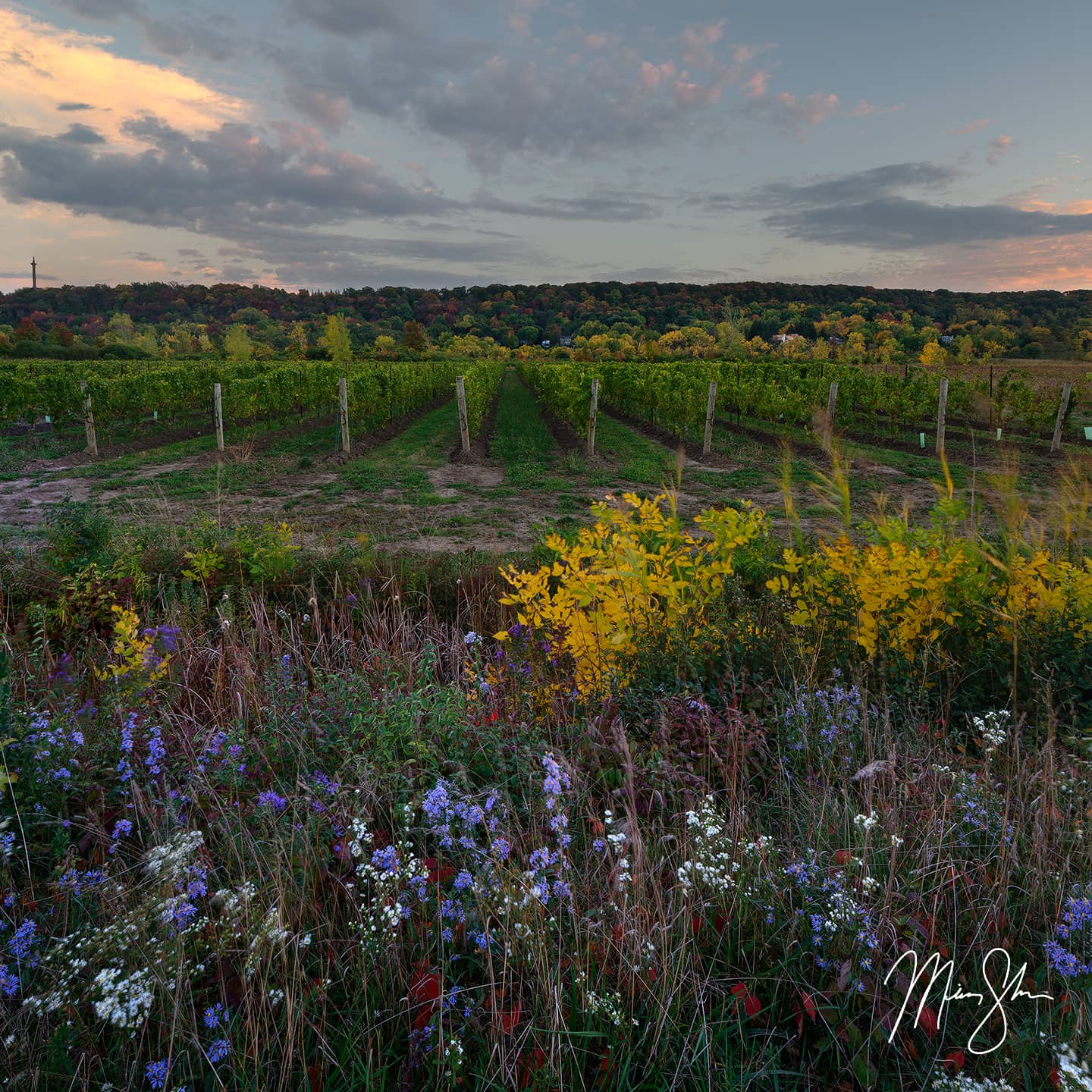 Niagara Vineyard Sunset - Niagara-on-the-Lake, Ontario, Canada