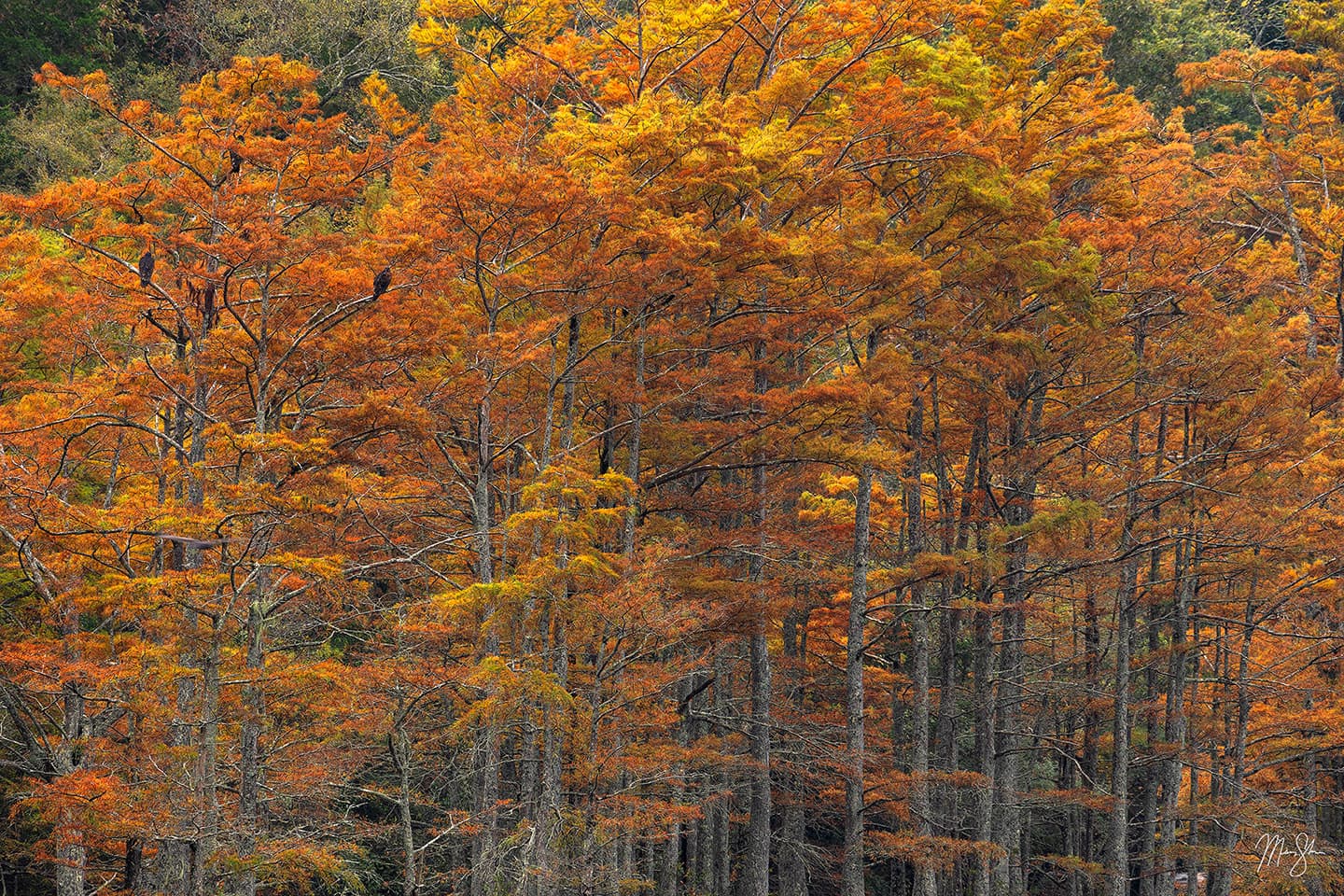Oklahoma Autumn - Beavers Bend, Oklahoma