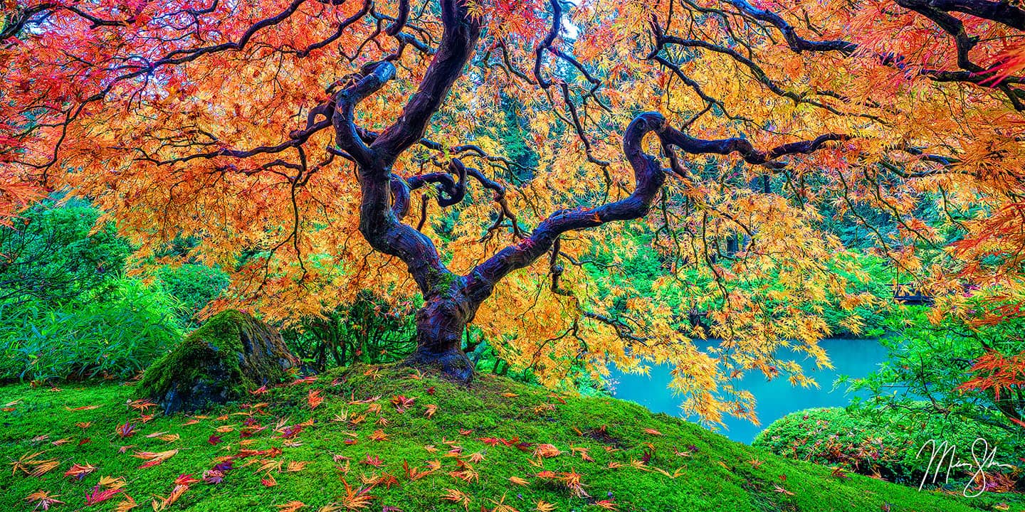 Oregon Photography: The Portland Japanese Garden