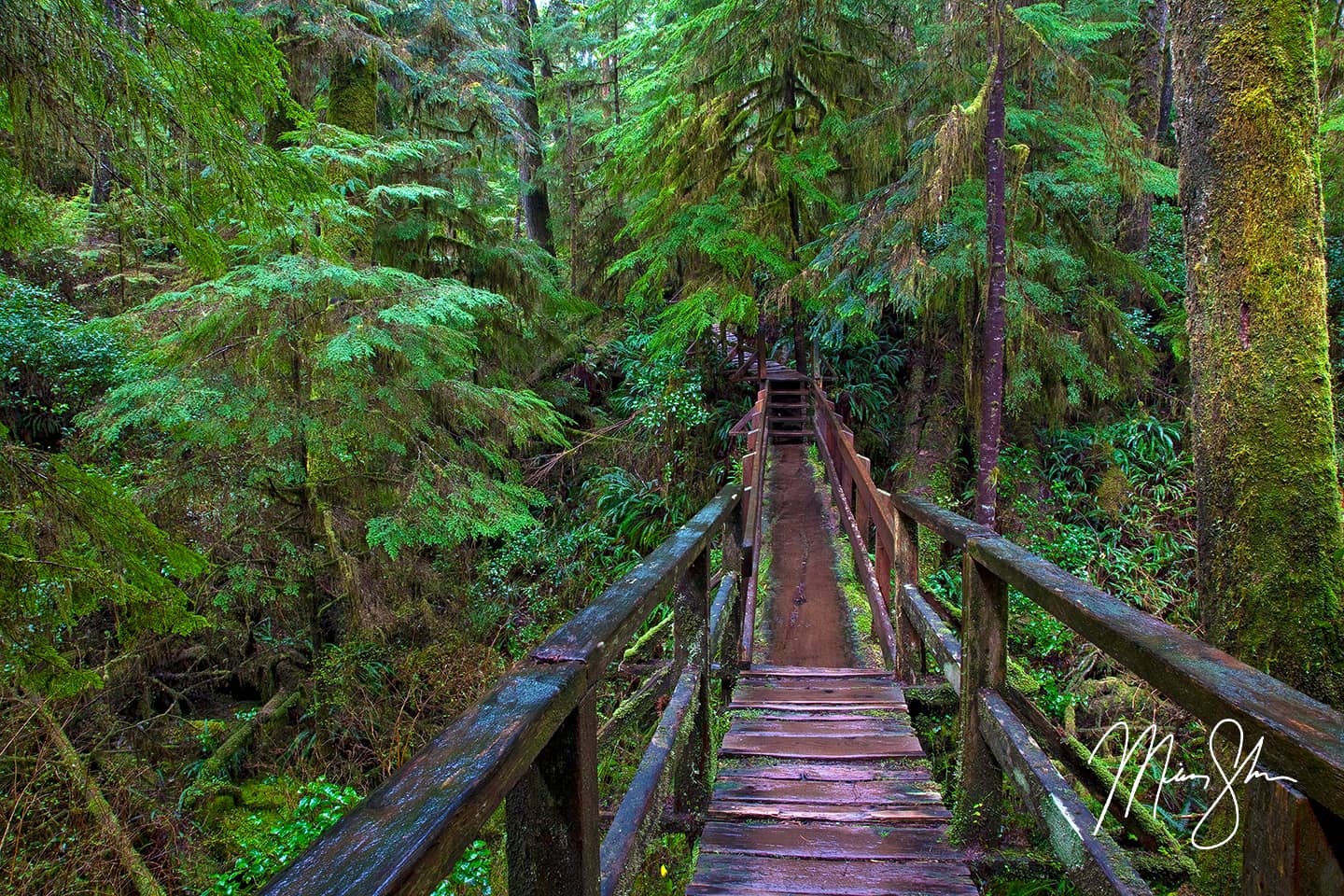 Pacific Rim Rainforest Trail - Pacific Rim National Park, Vancouver Island, British Columbia, Canada