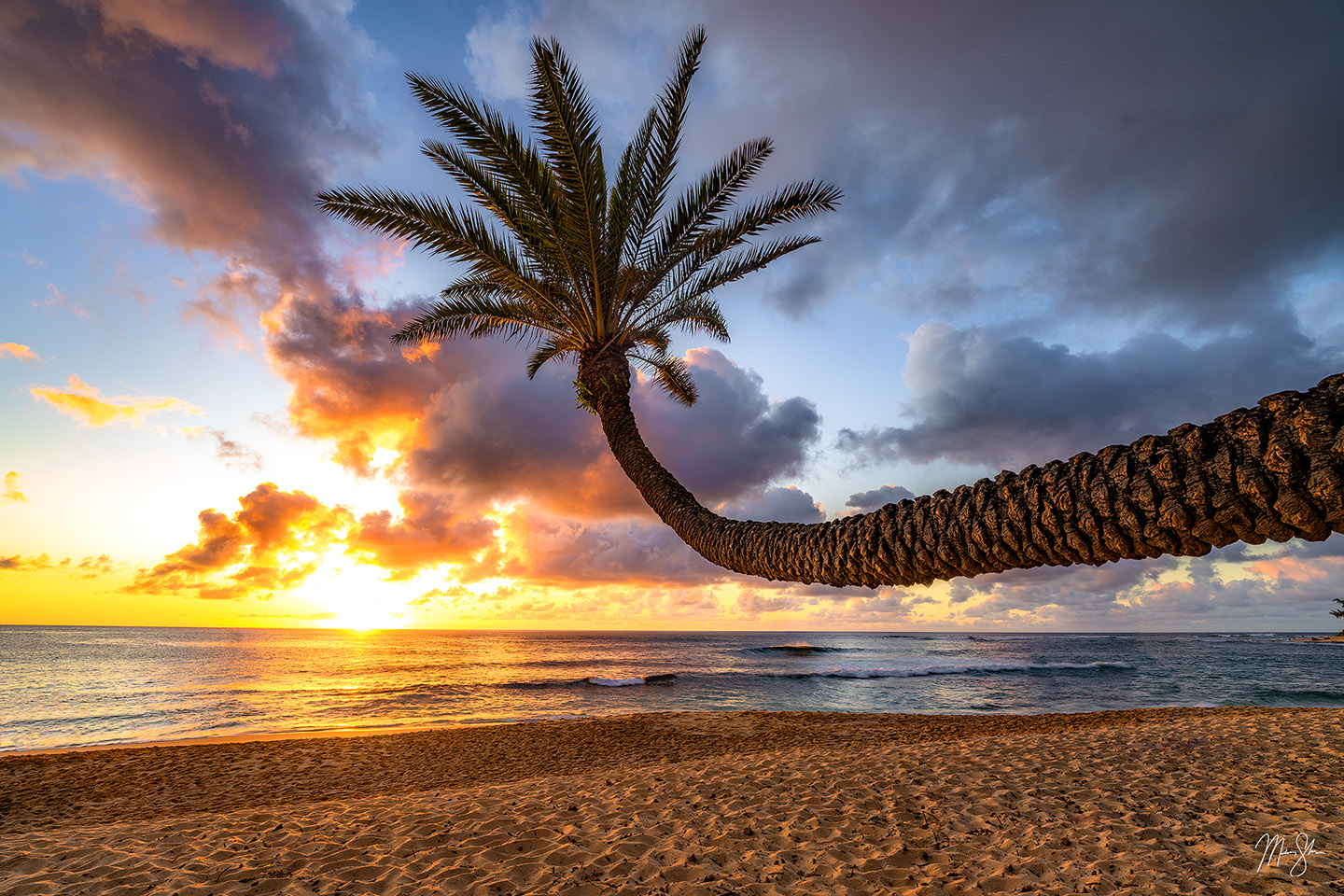 Palm Tree Sunset - Sunset Beach Park, North Shore, Oahu, Hawaii
