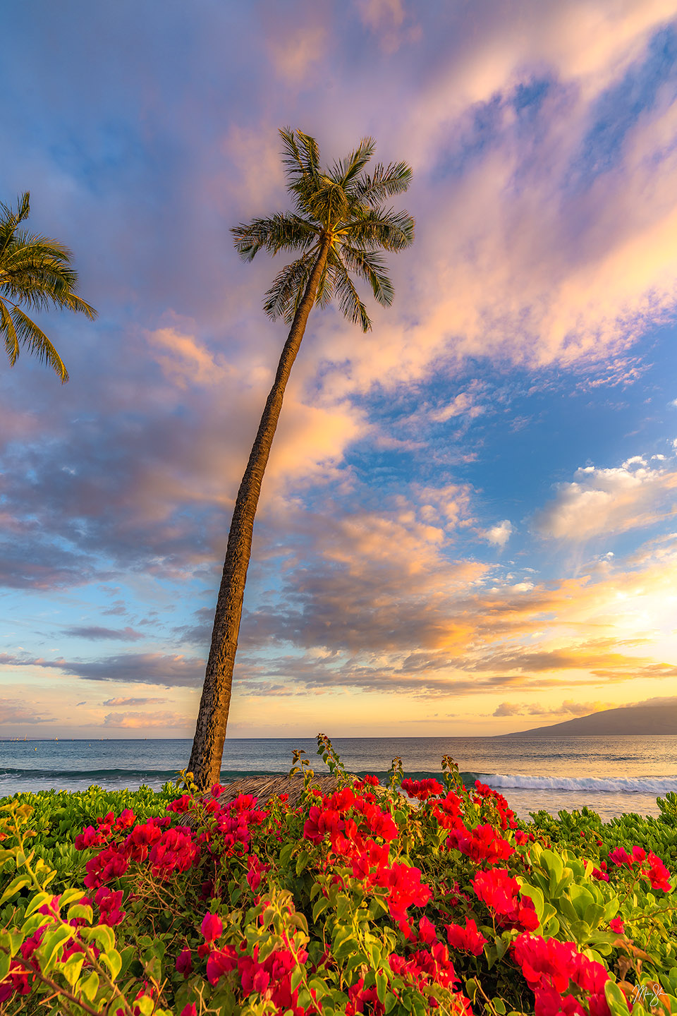 Palms Over Kaanapali Beach - Kaanapali Beach, Maui, Hawaii