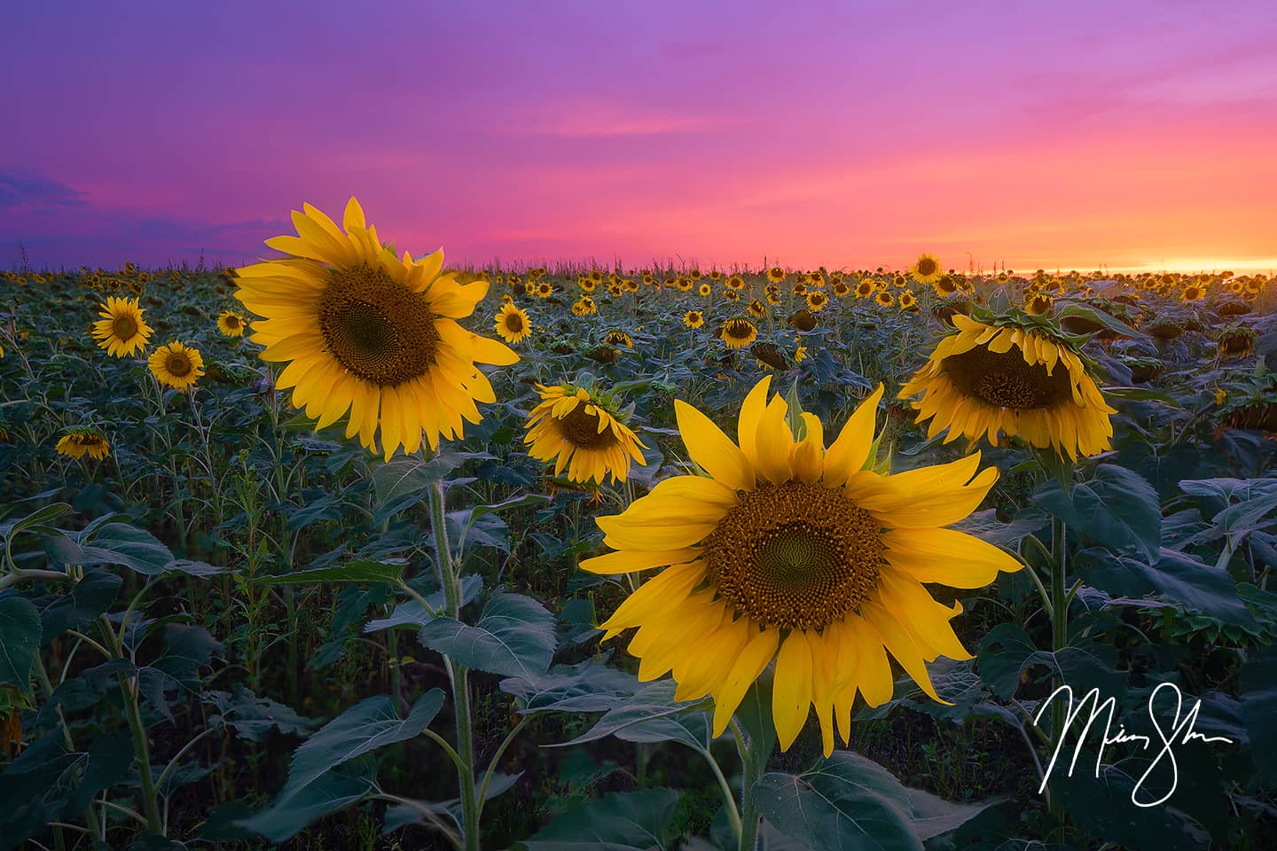 Pastel Sunflower Sunset - Pilsen, Kansas