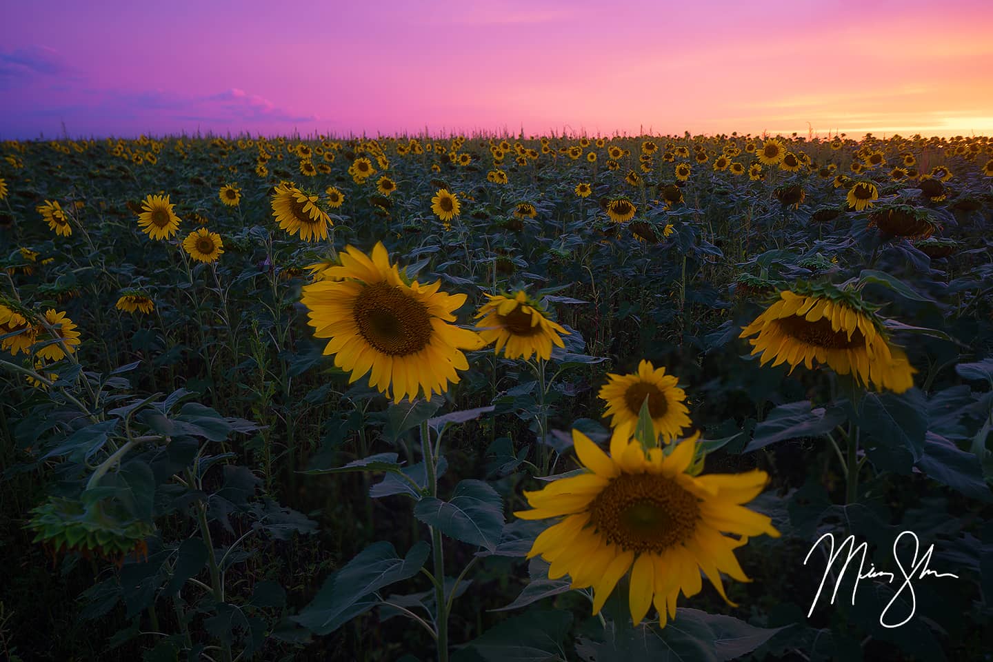 Pilsen Sunflower Sunset - Pilsen, Kansas