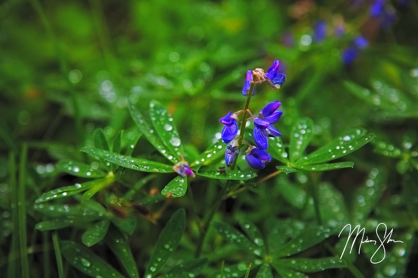 Purple Dew - Mount Revelstoke National Park, British Columbia, Canada