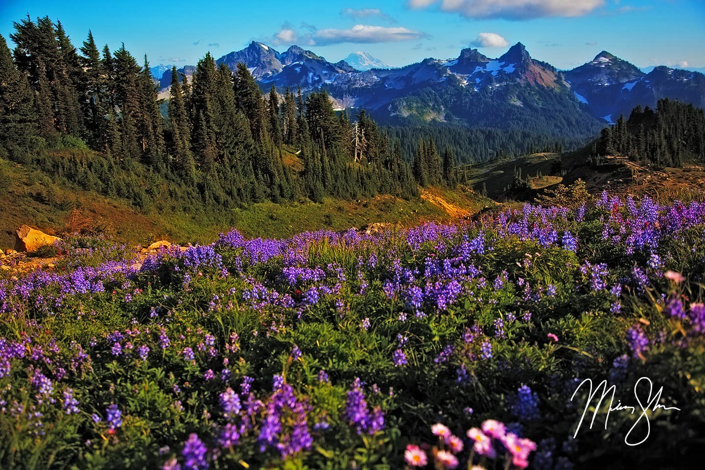 Purple Paradise - Paradise, Mount Rainier National Park, Washington, USA