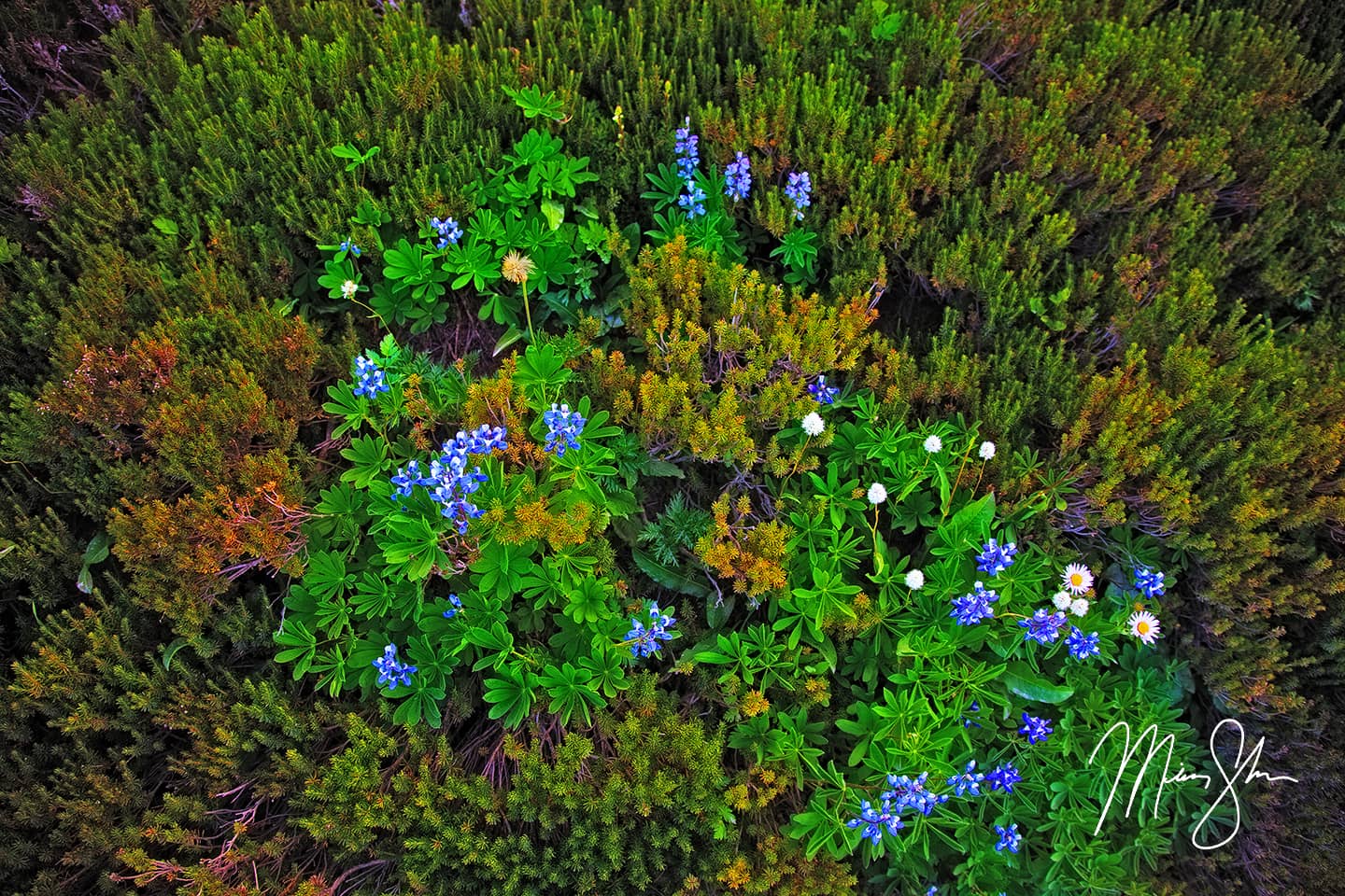 Rainier Flowers Patch - Paradise, Mount Rainier National Park, Washington, USA