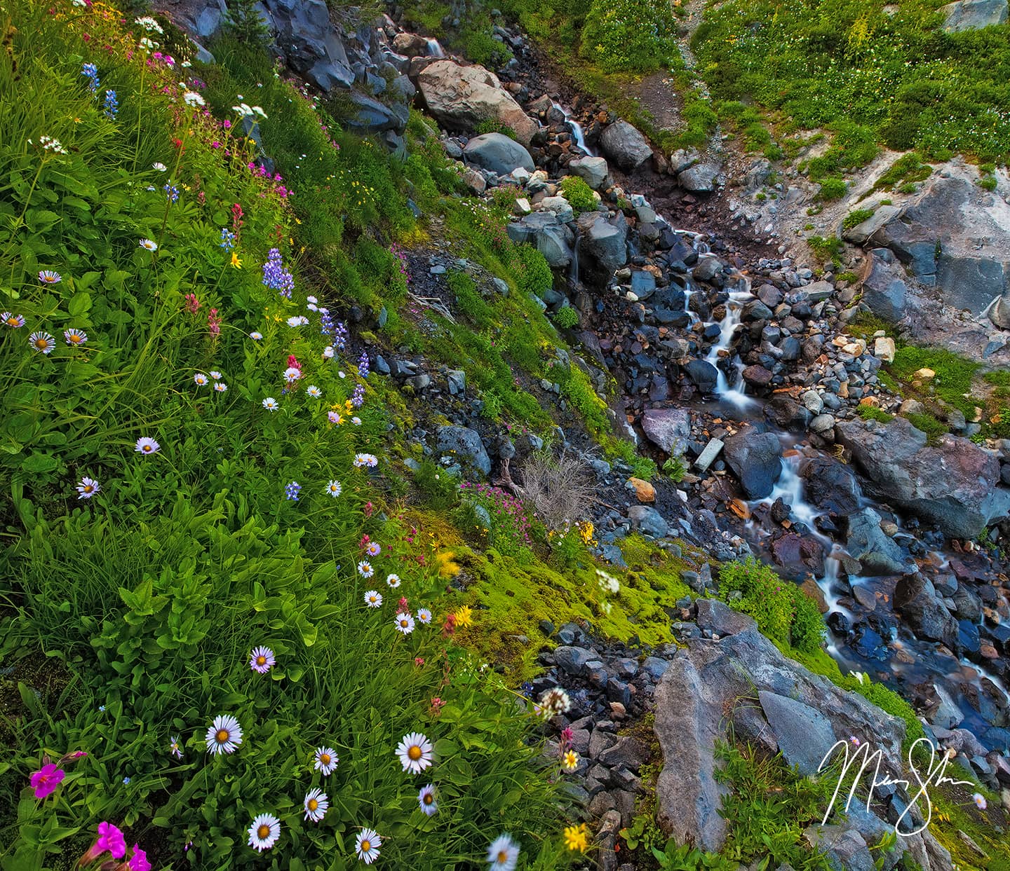 Rainier Flowers Stream - Paradise, Mount Rainier National Park, Washington, USA