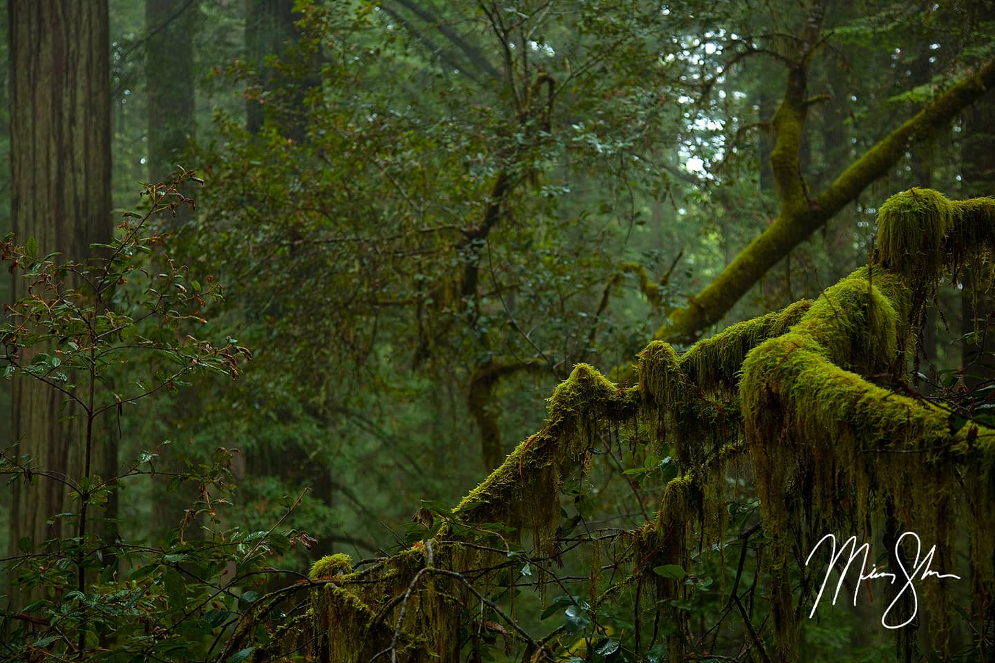 Redwood Forest - Lady Bird Johnson Grove, Redwood National Park, California
