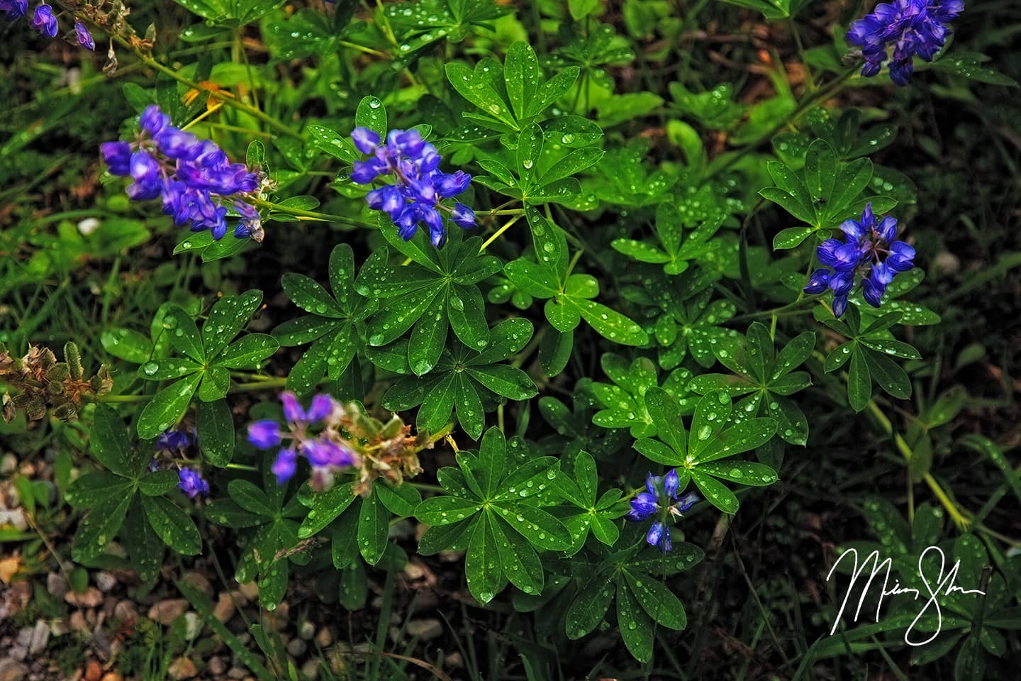 Revelstoke Flowers - Mount Revelstoke National Park, British Columbia, Canada