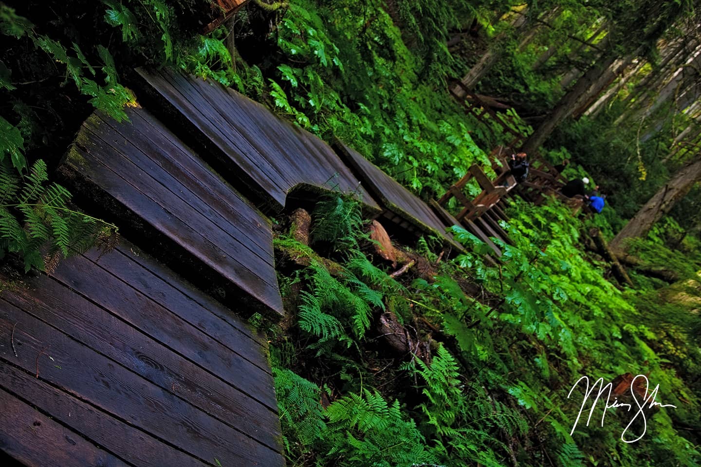 Revelstoke Giant Cedars Boardwalk Trail - Revelstoke National Park, British Columbia, Canada