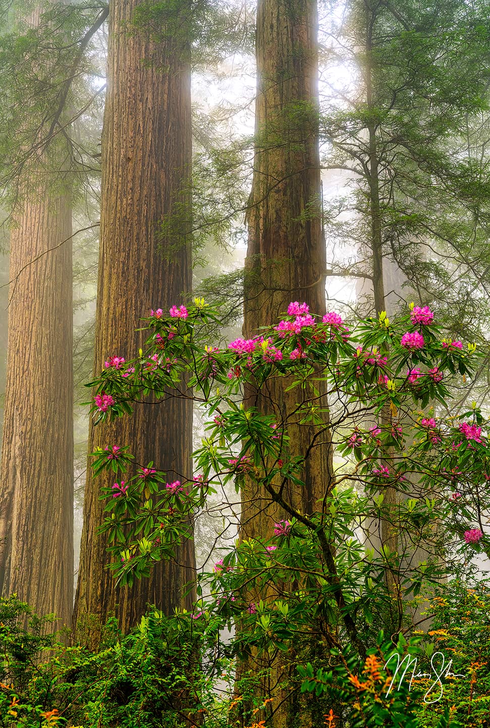 Rhododendrons Amongst the Redwoods - Del Norte Coast Redwoods State Park, California