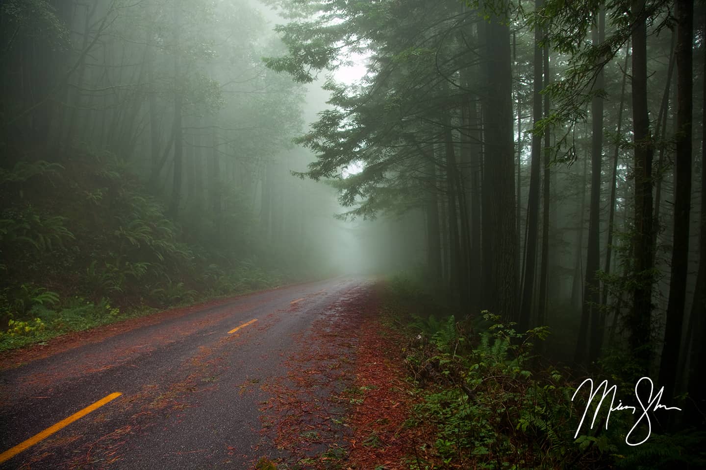 Road Of The Ancients - Redwood National Park, California