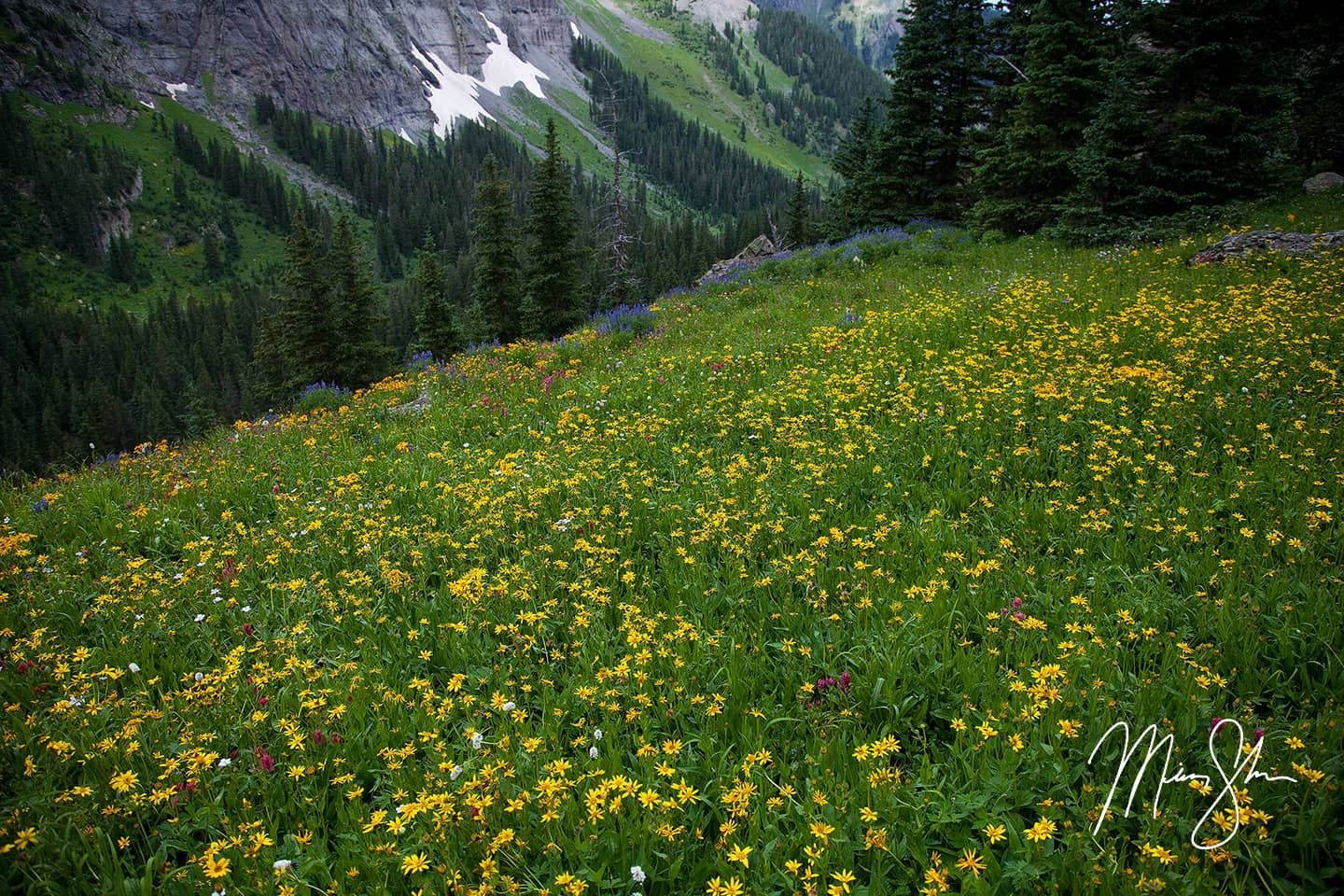 San Juans Wildflowers - Aspen, Colorado