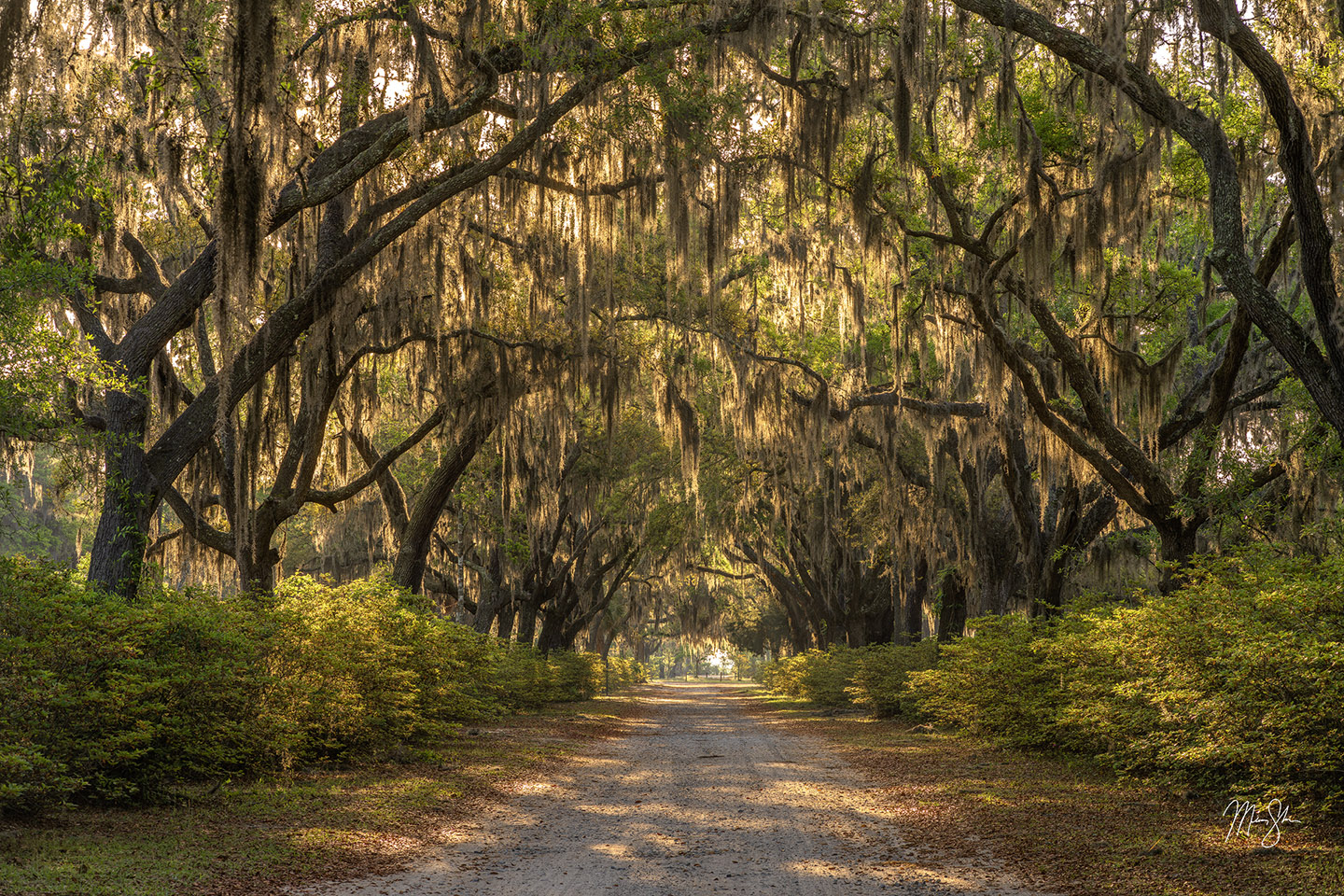 Savannah Beauty - Bonaventure Cemetery, Savannah, Georgia