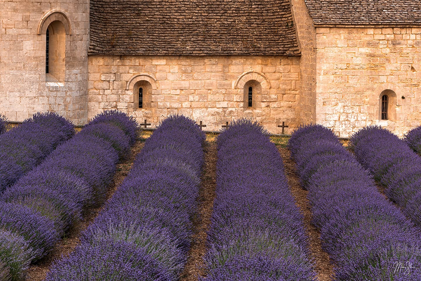 Senanque Abbey Lavender - Abbaye Notre-Dame de Senanque, Gordes, Provence, France