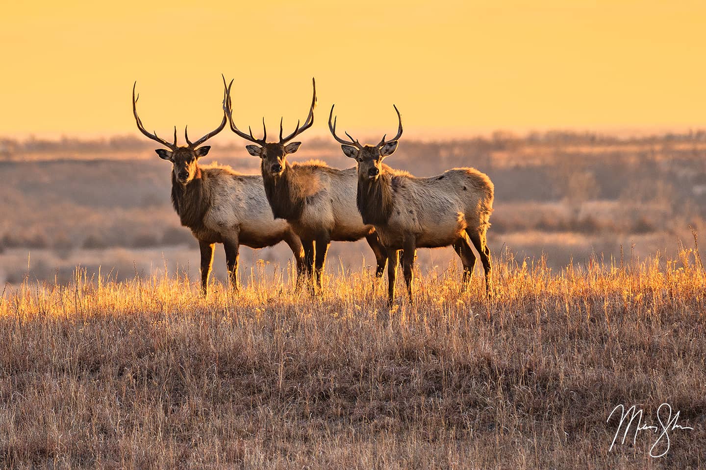 Three bull elks line up perfectly at the top of the hill as light from the sunrise casts a warm glow not only on the elk but the grasses of the edge of the Flint Hills at Maxwell Wildlife Refuge. This was actually my first real attempt at any kind of wildlife photography in my career, and I have to say, I am pretty happy with the results. I mean, how often do you get lucky enough to get three big bulls looking in the same direction nearly spaced out perfectly.