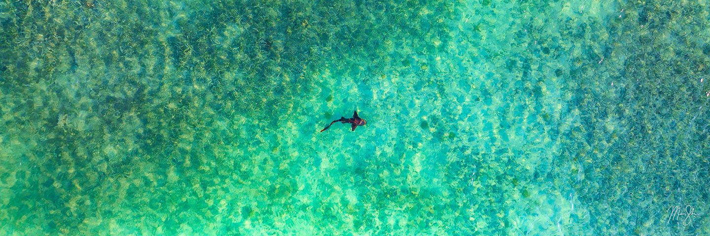 Shark in the Water - Near Bahia Honda, Florida Keys, Florida