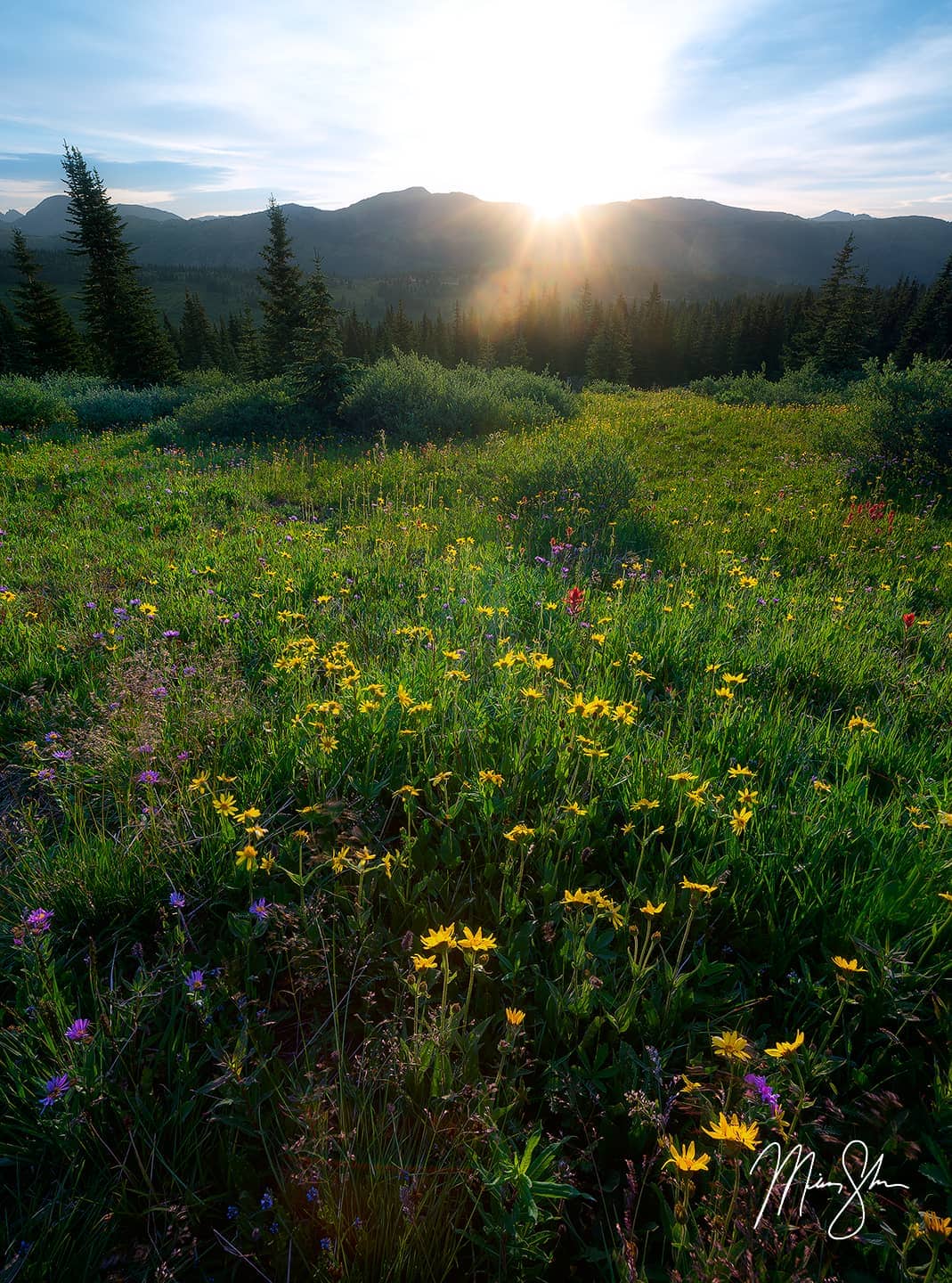 Shrine Ridge Wildflower Sunburst - Shrine Pass, Colorado