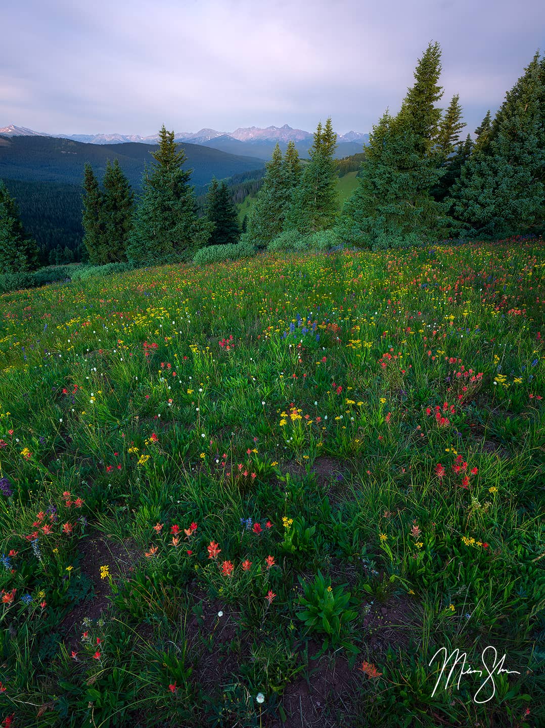 Shrine Ridge Wildflowers - Shrine Ridge, Colorado