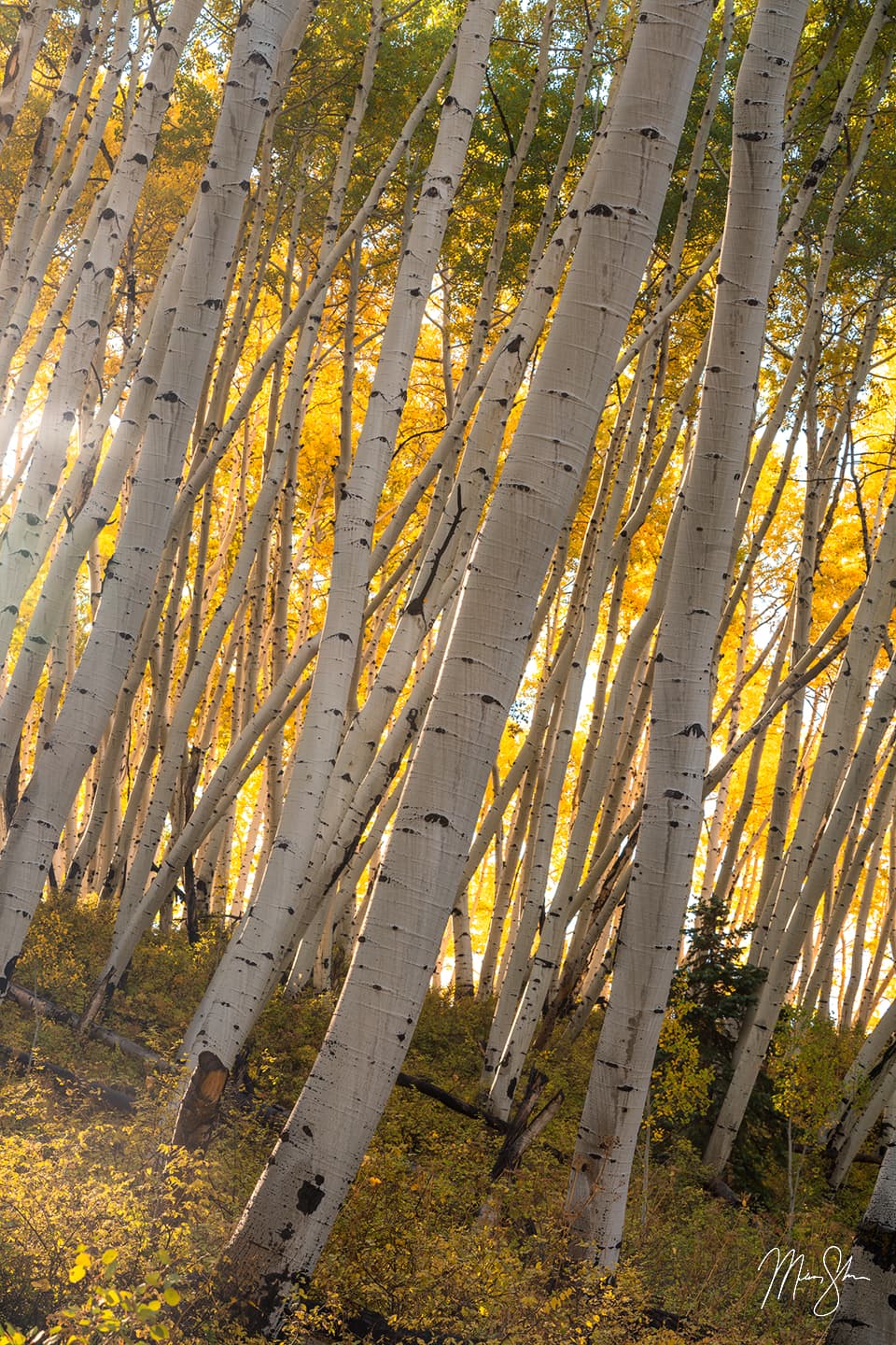 Sidewinder - Last Dollar Road, Colorado