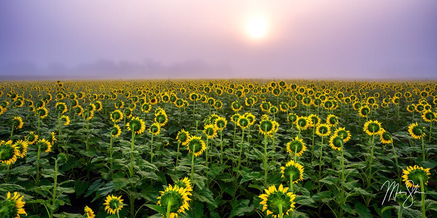 Silence of the Sunflowers - Grinter Farm, Lawrence, Kansas