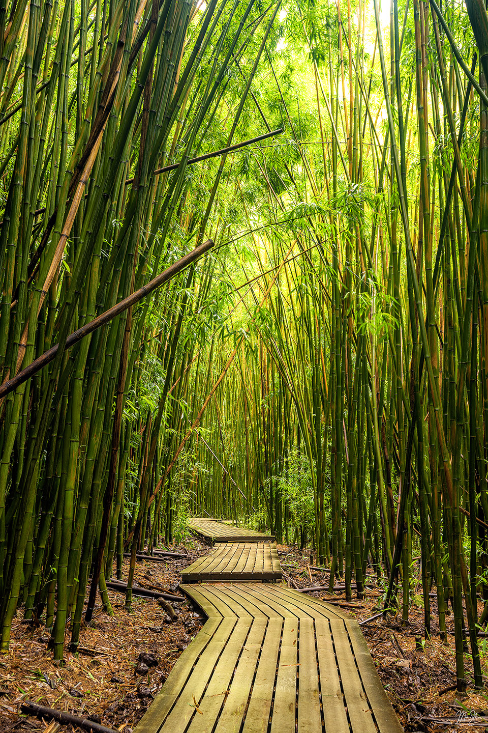 Silent Pathway - Pipiwai Trail, Haleakala National Park, Hana, Maui, Hawaii