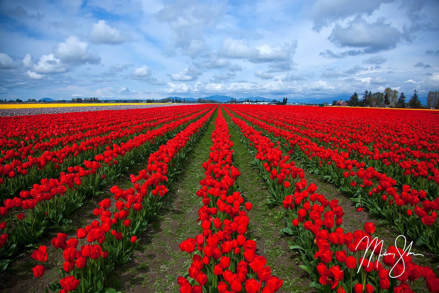 Skagit Valley Tulip Festival