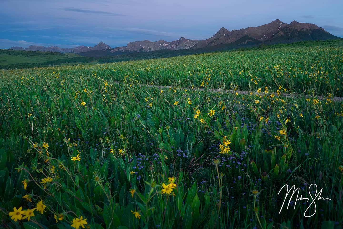 Sneffels Sunflowers at Blue Hour - Last Dollar Road, Colorado