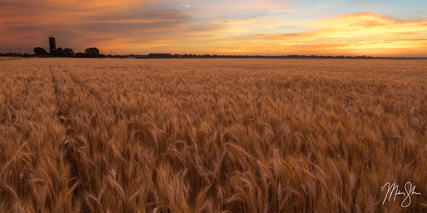 South Central Kansas Photography: Wheat Field Sunrise