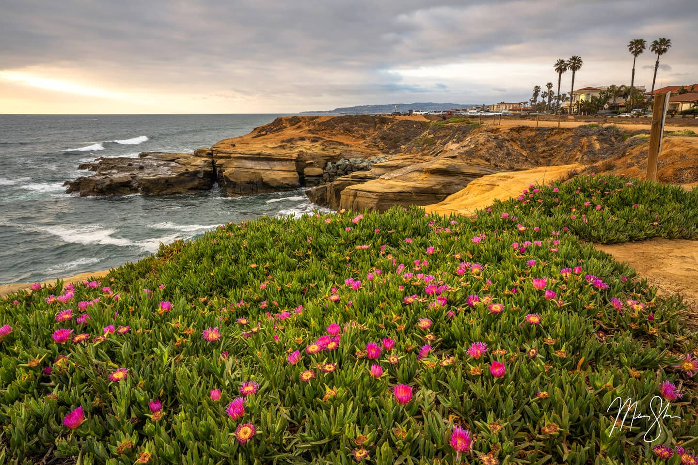 Beautiful flowers at springtime at San Diego’s Sunset Cliffs. Sunset was about half an hour away, so the light was nice and soft while the waves crashed over the cliffs below.
