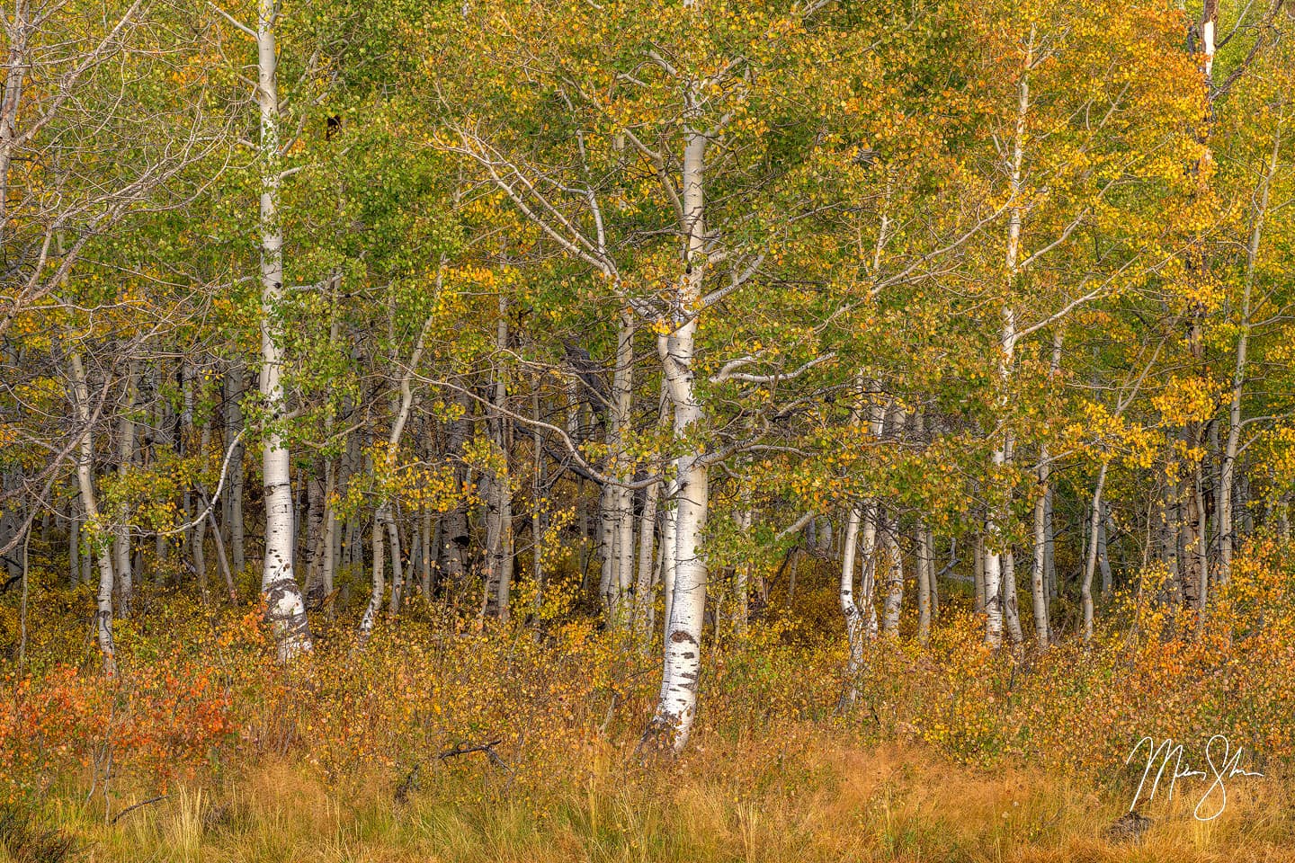Autumn colors in the forest to the southeast of Guardsman Pass in Utah.
