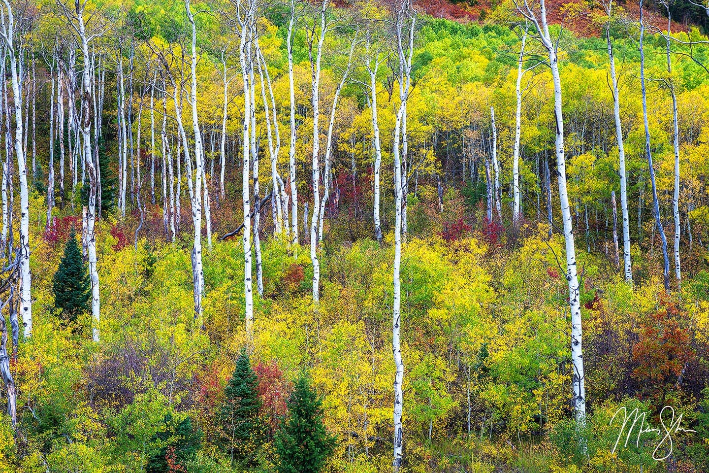 Sticks - McClure Pass, Colorado