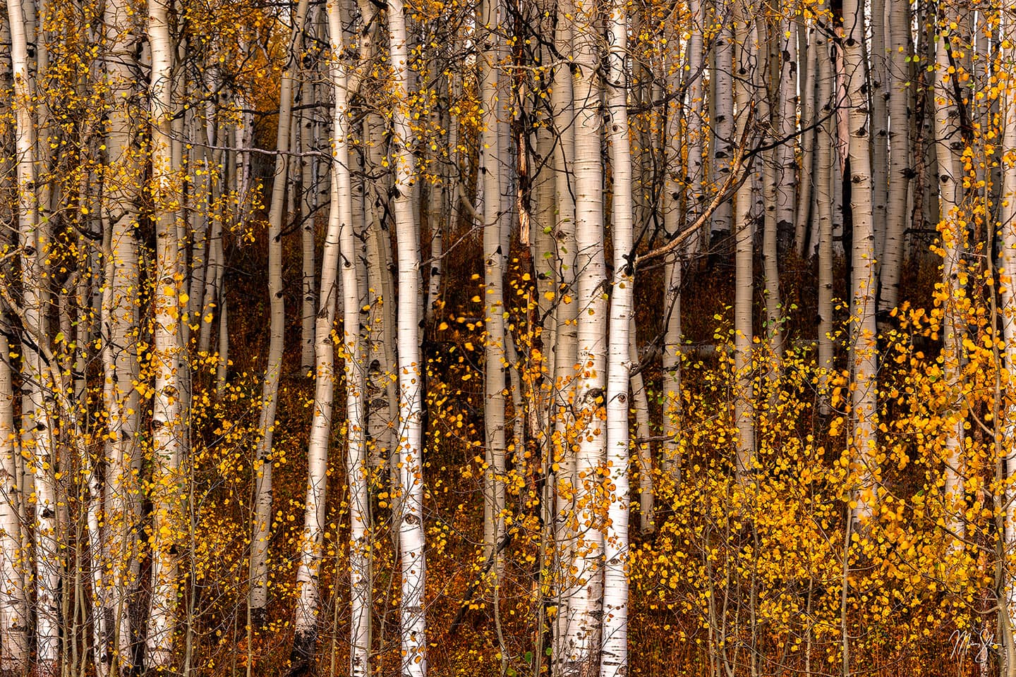 Stillness of October - Kebler Pass, Colorado
