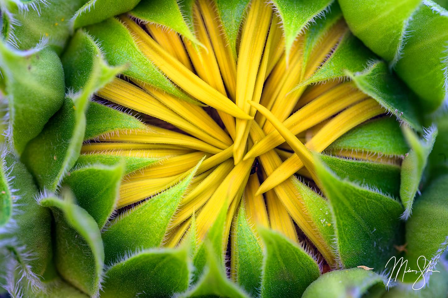 Macro shot of a newly opening sunflower