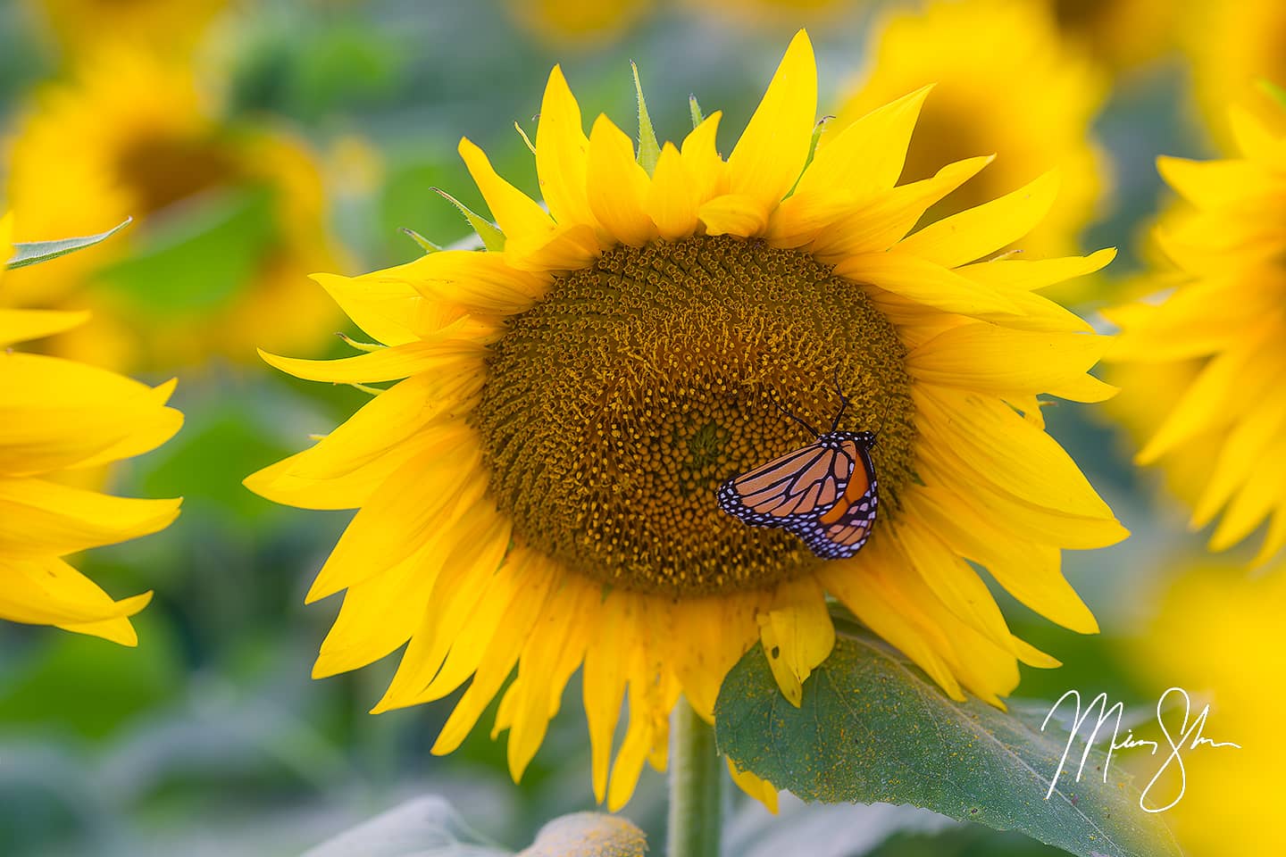 Monarch butterfly on a sunflower