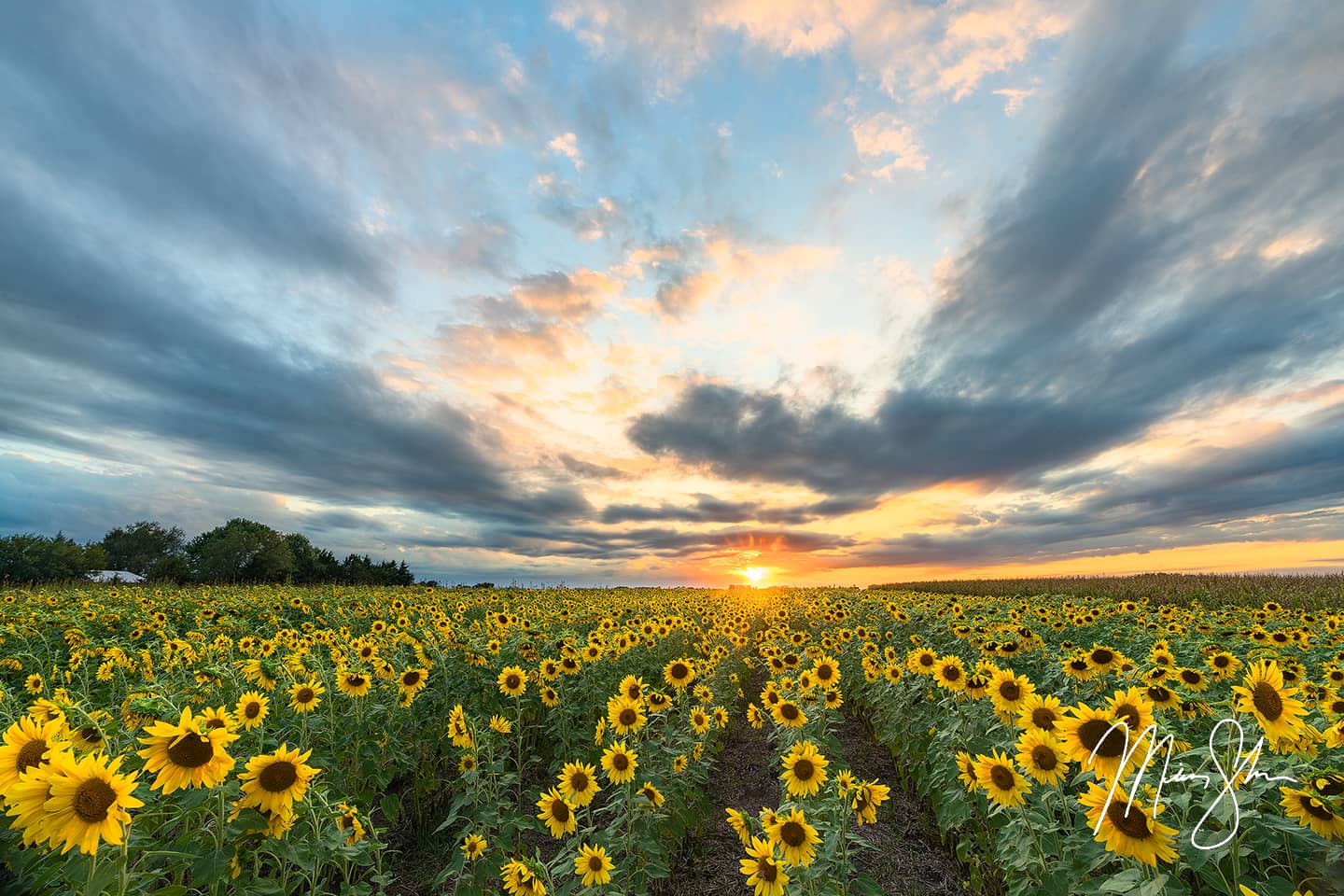 Sunflower Encore