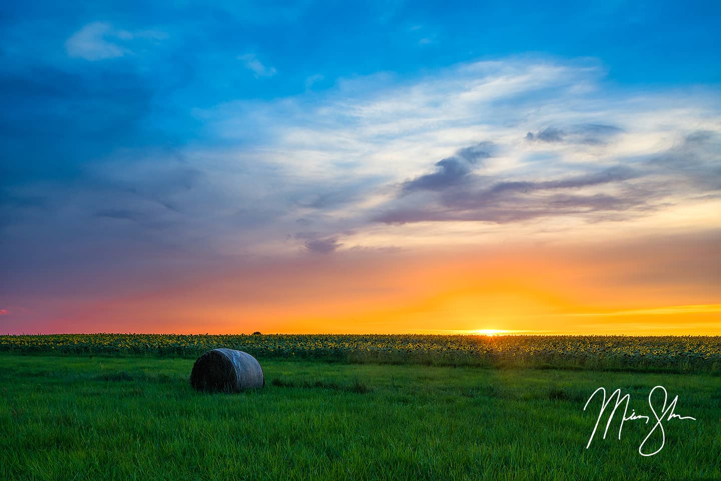 Sunflower Field Starburst Sunset - Pilsen, Kansas