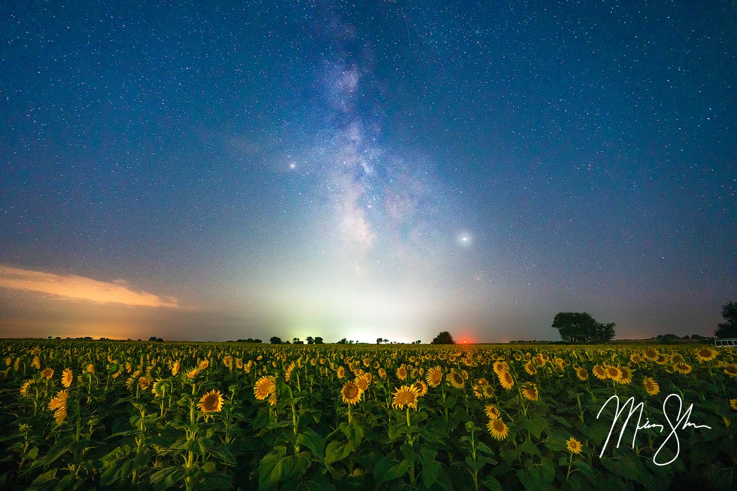 The Milky Way over a sunflower field