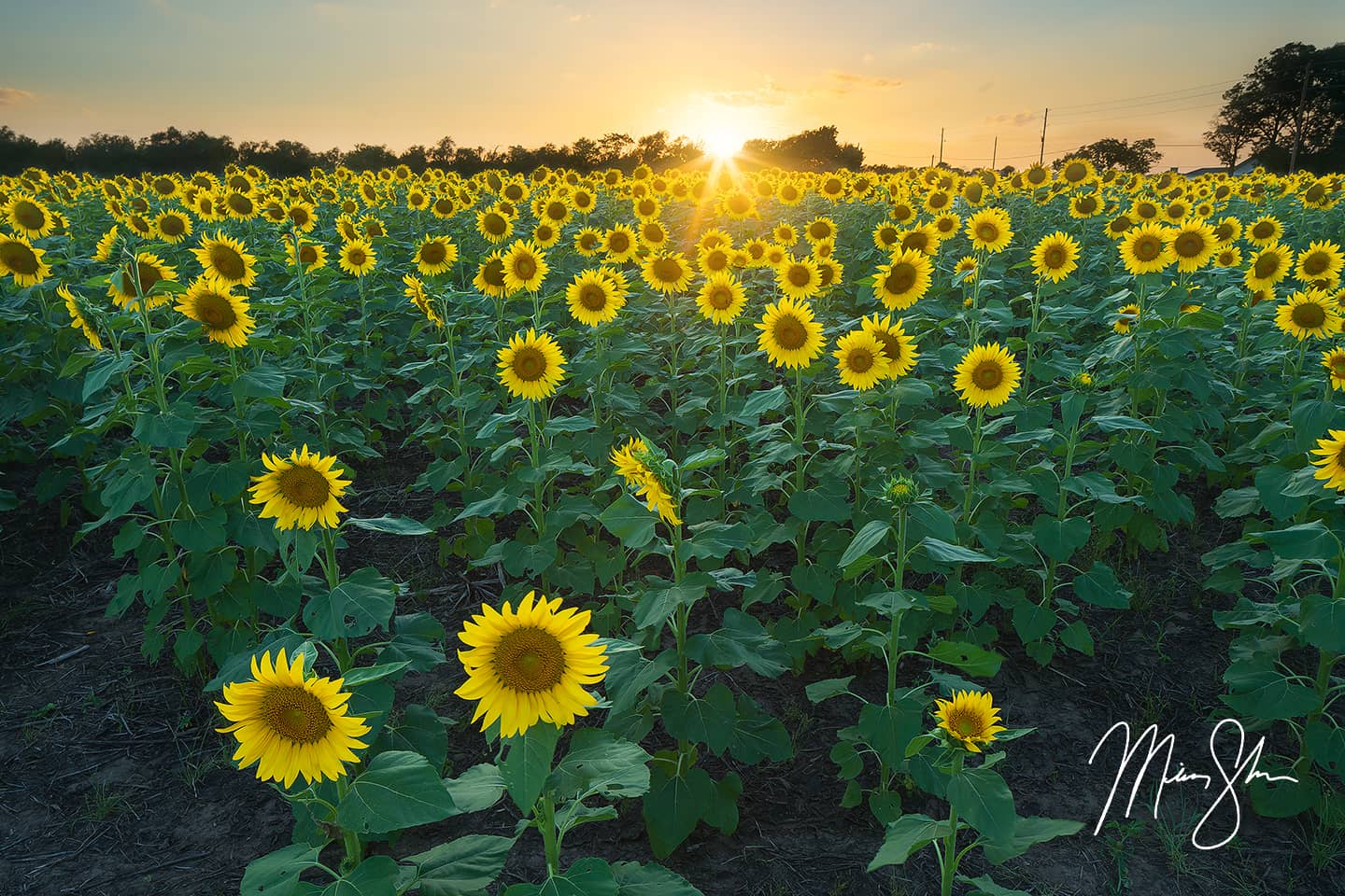 Sunflower State Sunset