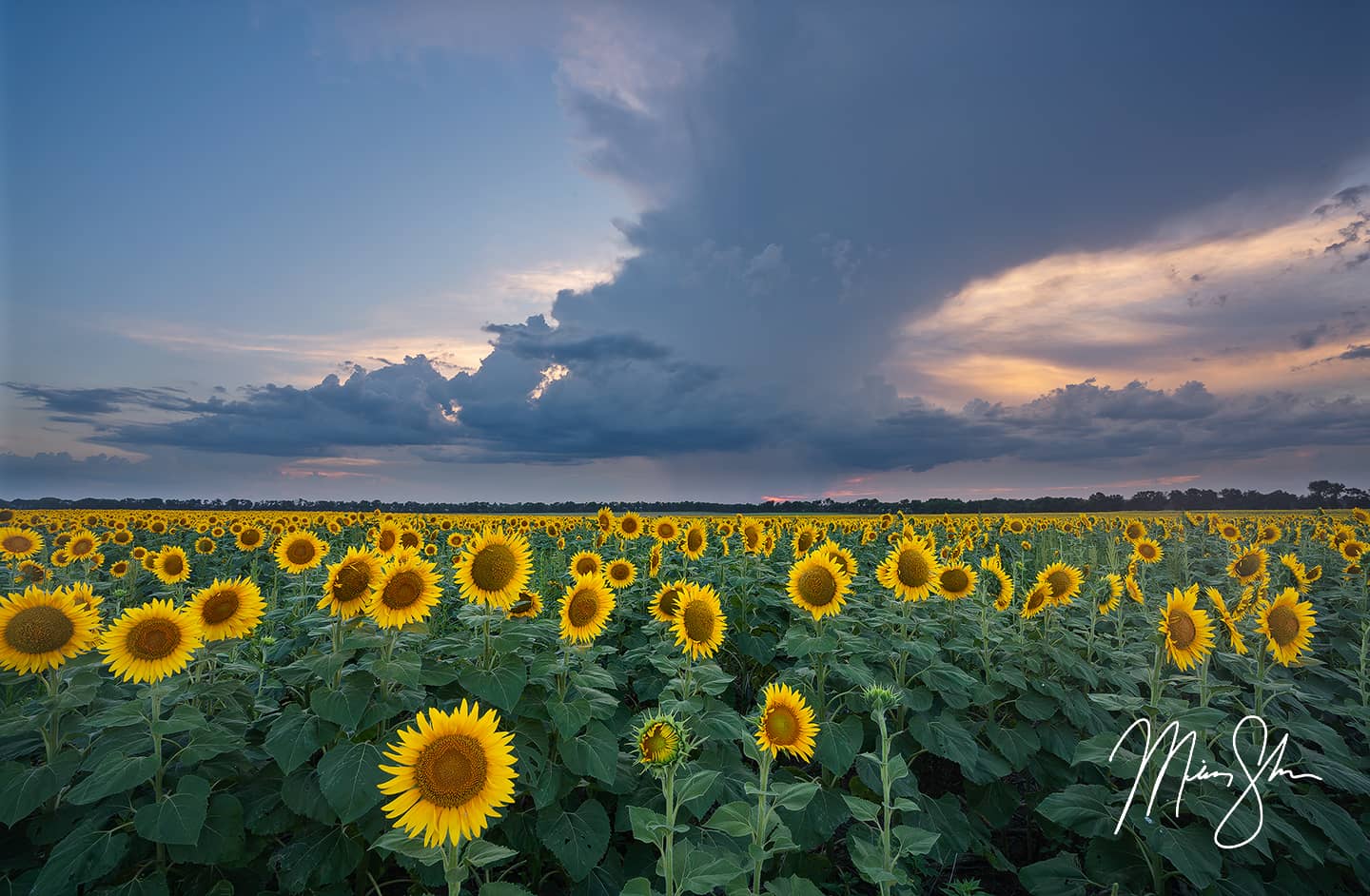 Sunflower Storms Fine Art Prints