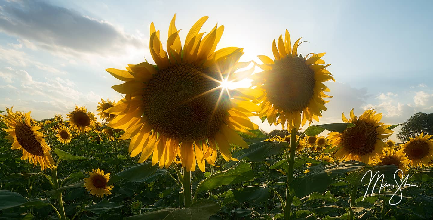 Sunflower Sunburst Panorama - Haysville, KS