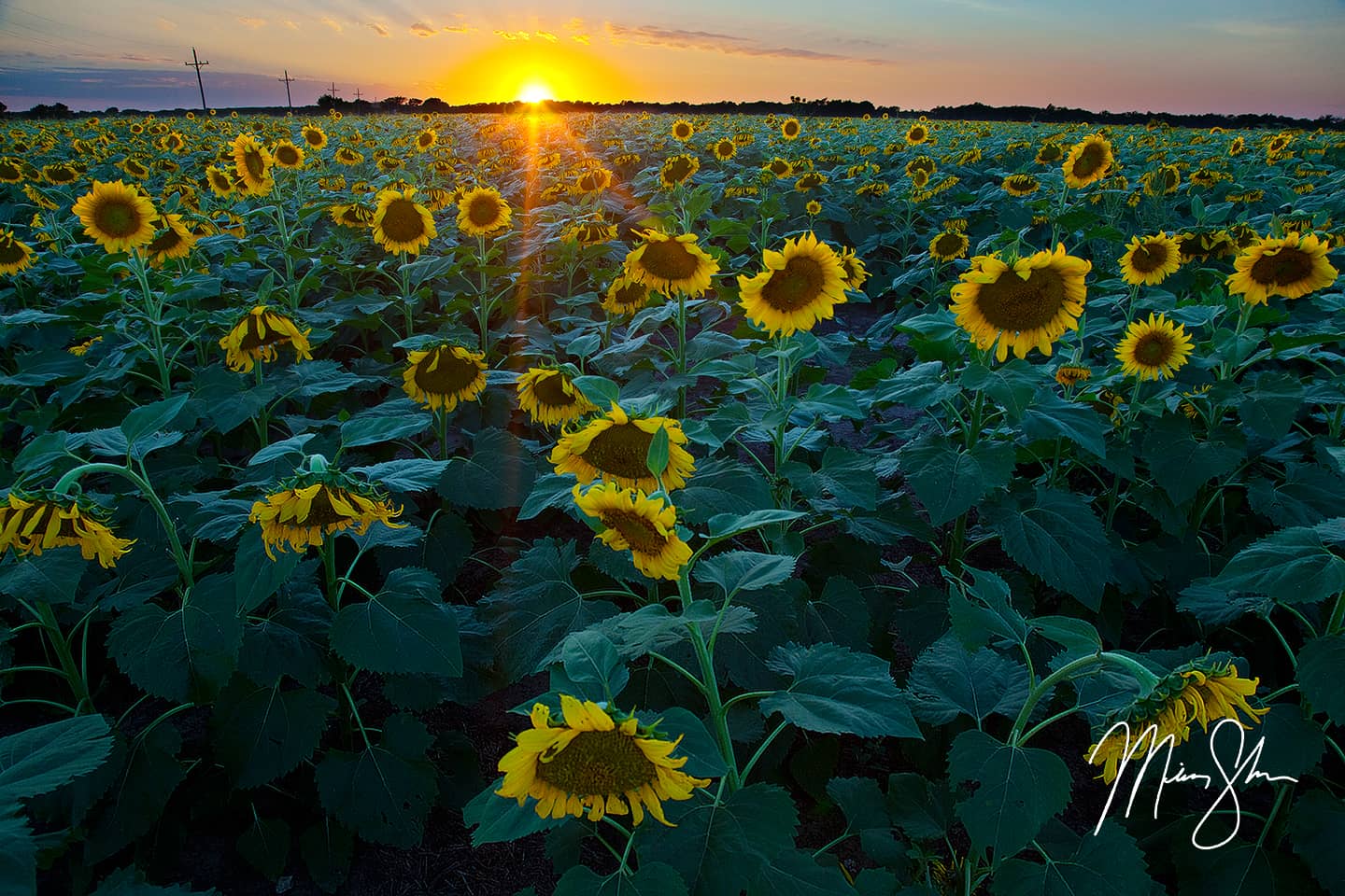 Sunflower Sunset - Lindsborg, Kansas