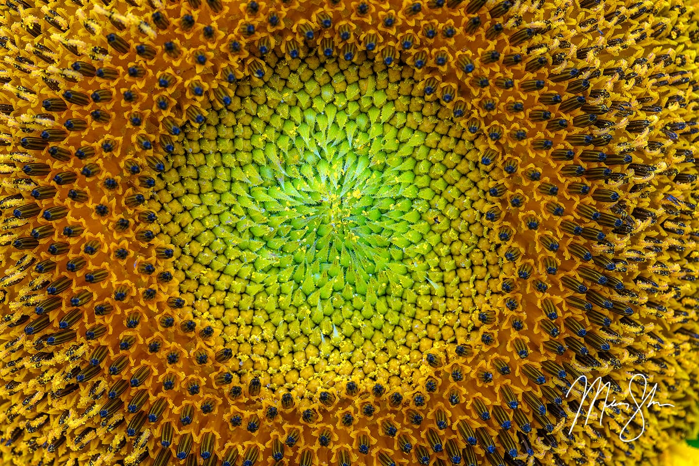 Macro shot of the center of a sunflower