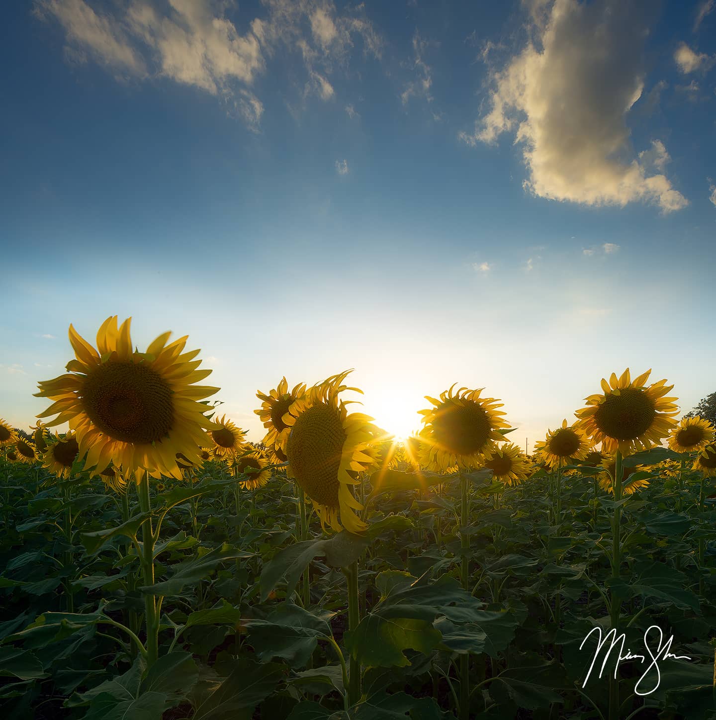 Sunflowers and Sky - Haysville, KS