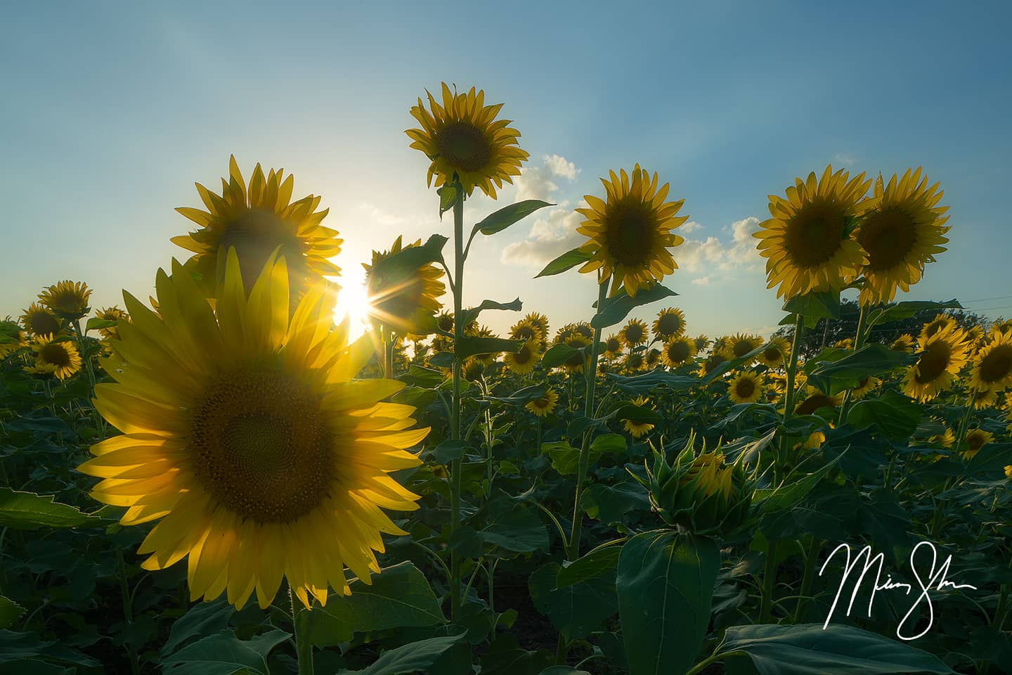 Sunflowers and Sunlight - Haysville, KS