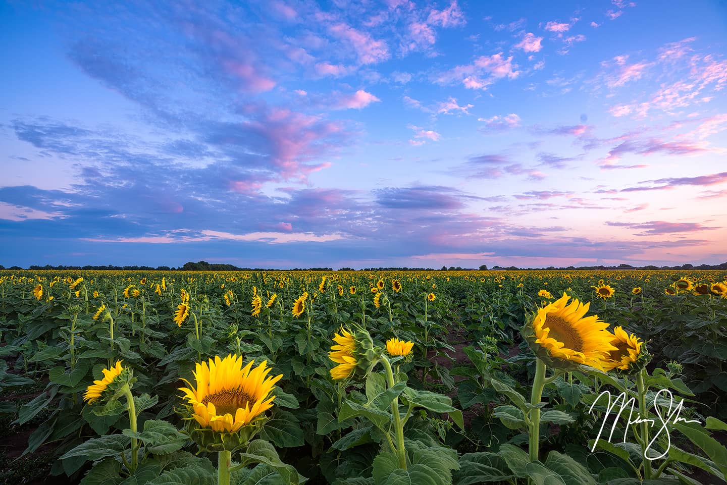 Sunflowers at Attention